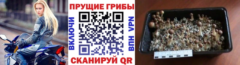 Псилоцибиновые грибы Magic Shrooms Рассказово